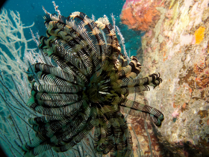 Feather Star
